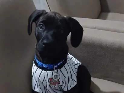 Cachorro raça SRD-ViraLata idade 2 a 6 meses nome Chico