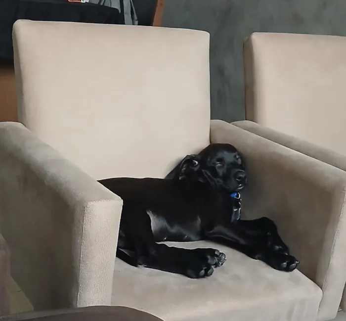 Cachorro raça SRD-ViraLata idade 2 a 6 meses nome Chico