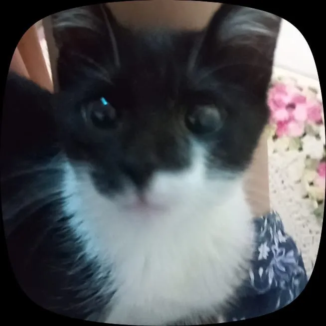Gato raça SRD-ViraLata idade 2 a 6 meses nome Clovis