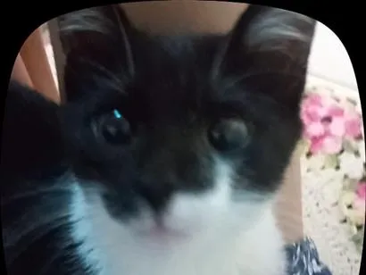 Gato raça SRD-ViraLata idade 2 a 6 meses nome Clovis