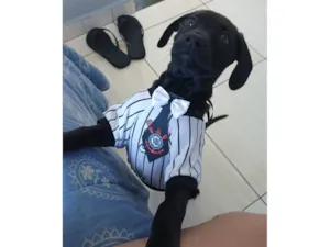 Cachorro raça SRD-ViraLata idade 2 a 6 meses nome Chico