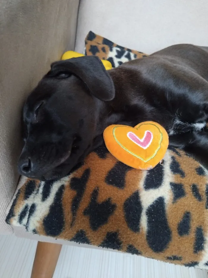 Cachorro raça SRD-ViraLata idade 2 a 6 meses nome Chico