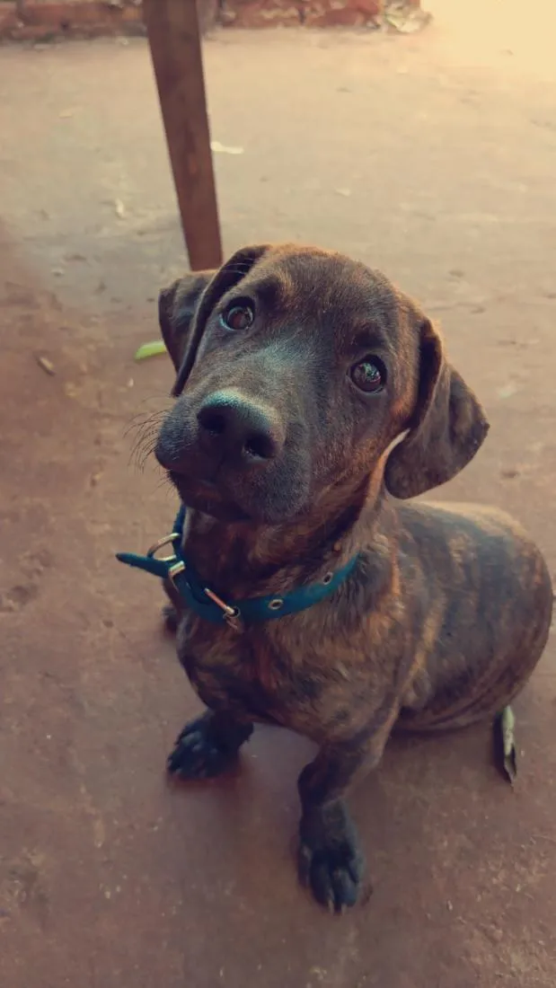 Cachorro raça SRD-ViraLata idade 2 a 6 meses nome Timi 