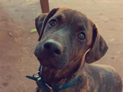 Cachorro raça SRD-ViraLata idade 2 a 6 meses nome Timi 