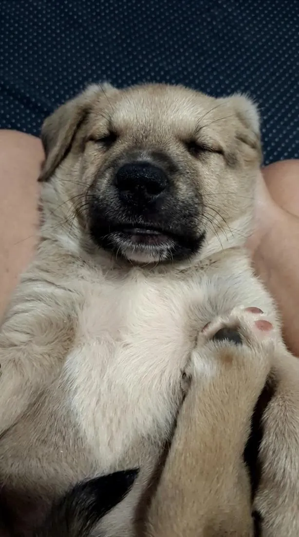 Cachorro raça Labrador idade Abaixo de 2 meses nome Fredd
