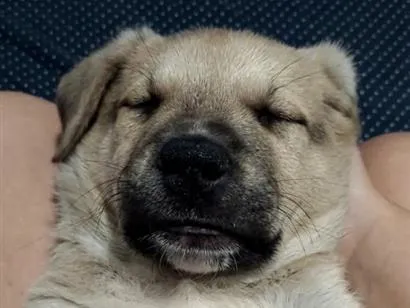 Cachorro raça Labrador idade Abaixo de 2 meses nome Fredd