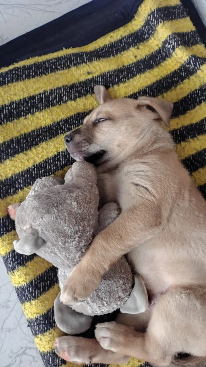 Cachorro raça Labrador idade Abaixo de 2 meses nome Fredd