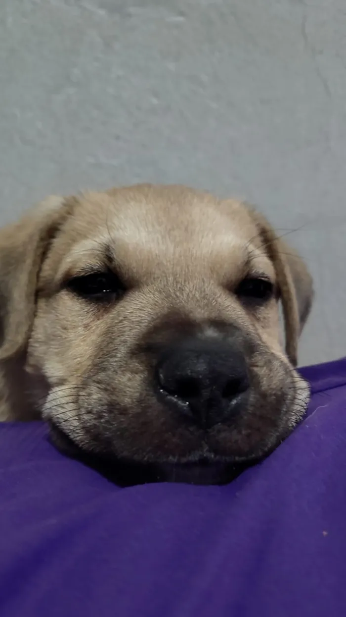 Cachorro raça Labrador idade Abaixo de 2 meses nome Fredd