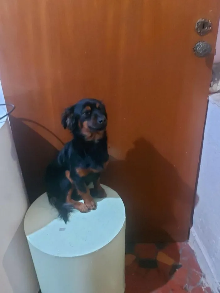 Cachorro raça SRD-ViraLata idade 3 anos nome Toddy