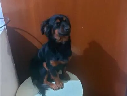 Cachorro raça SRD-ViraLata idade 3 anos nome Toddy