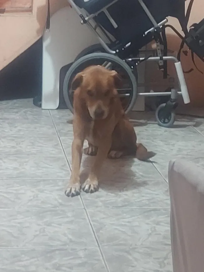 Cachorro raça SRD-ViraLata idade 6 ou mais anos nome Freewilly