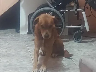 Cachorro raça SRD-ViraLata idade 6 ou mais anos nome Freewilly