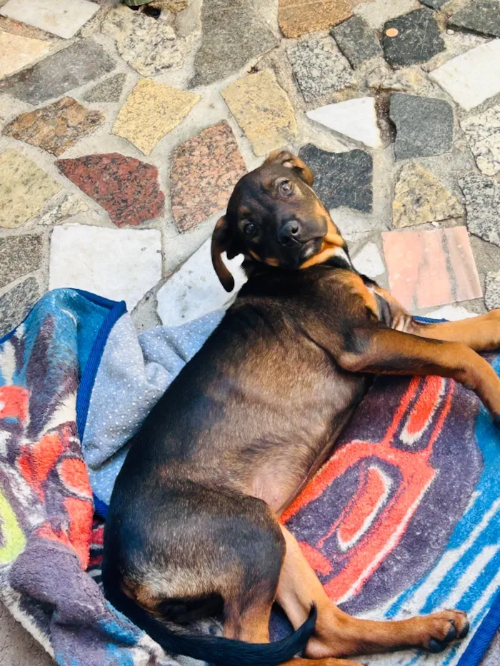 Cachorro raça SRD-ViraLata idade 2 a 6 meses nome Lara