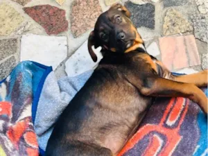 Cachorro raça SRD-ViraLata idade 2 a 6 meses nome Lara
