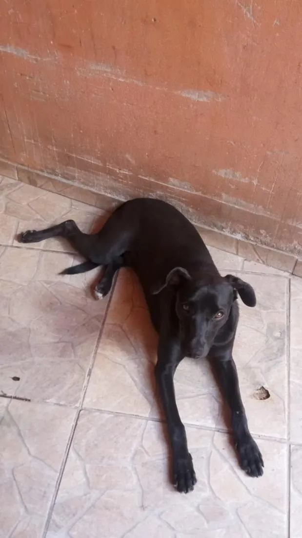 Cachorro raça SRD-ViraLata idade 4 anos nome Bife