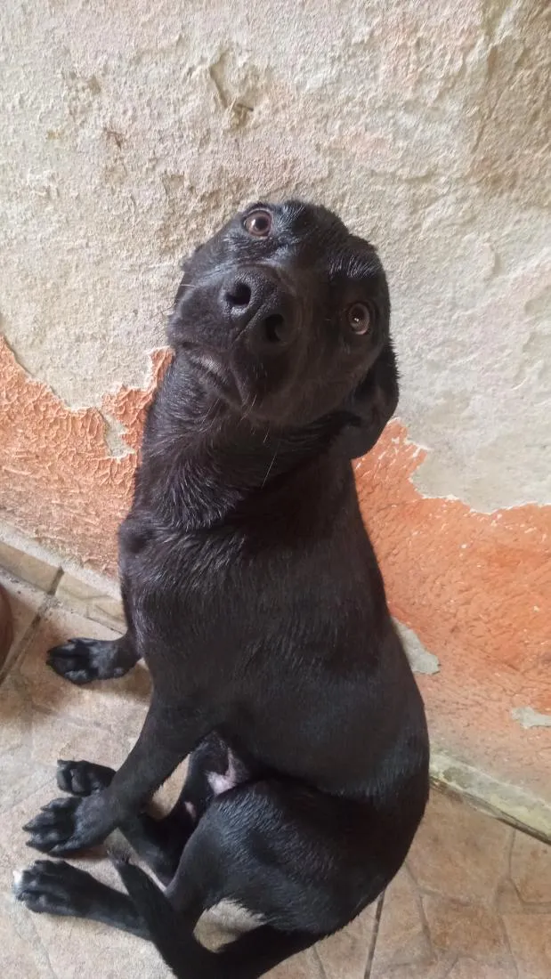 Cachorro raça SRD-ViraLata idade 4 anos nome Bife