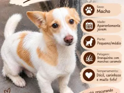 Cachorro raça SRD-ViraLata idade 7 a 11 meses nome thel
