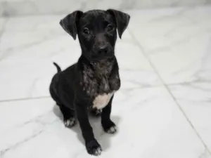Cachorro raça SRD-ViraLata idade 2 a 6 meses nome Tatu