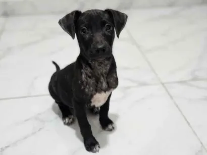 Cachorro raça SRD-ViraLata idade 2 a 6 meses nome Tatu