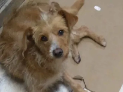 Cachorro raça SRD-ViraLata idade 3 anos nome Julie 
