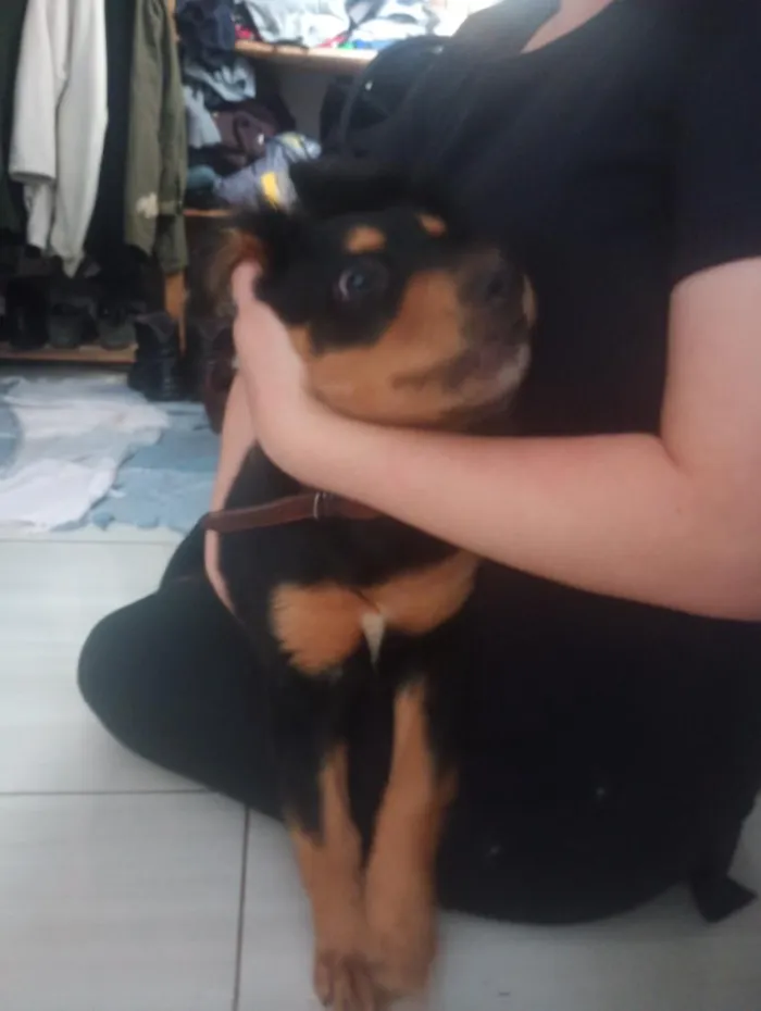Cachorro raça SRD-ViraLata idade 2 a 6 meses nome banze