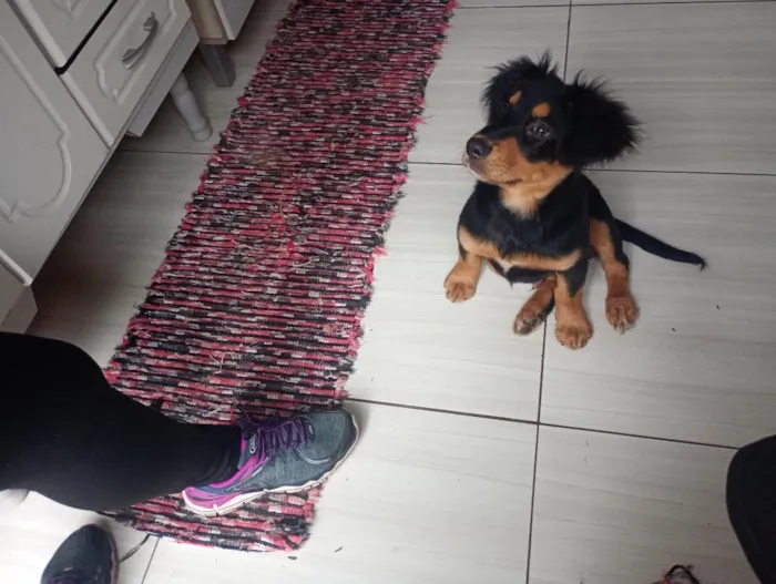 Cachorro raça SRD-ViraLata idade 2 a 6 meses nome banze