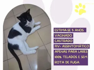 Gato raça SRD-ViraLata idade 5 anos nome Ted