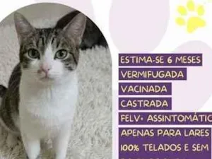 Gato raça SRD-ViraLata idade 2 a 6 meses nome Flanelinha