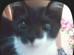 Gato raça SRD-ViraLata idade 2 a 6 meses nome Clovis