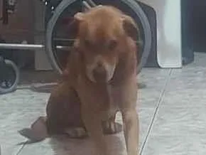 Cachorro raça SRD-ViraLata idade 6 ou mais anos nome Freewilly