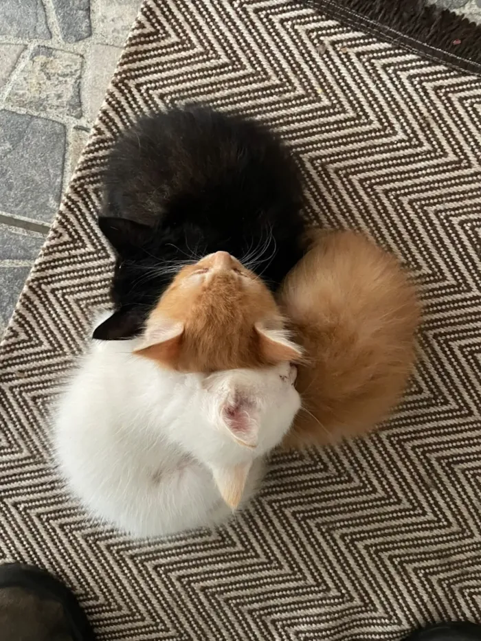 Gato raça SRD-ViraLata idade Abaixo de 2 meses nome Não colocamos nome