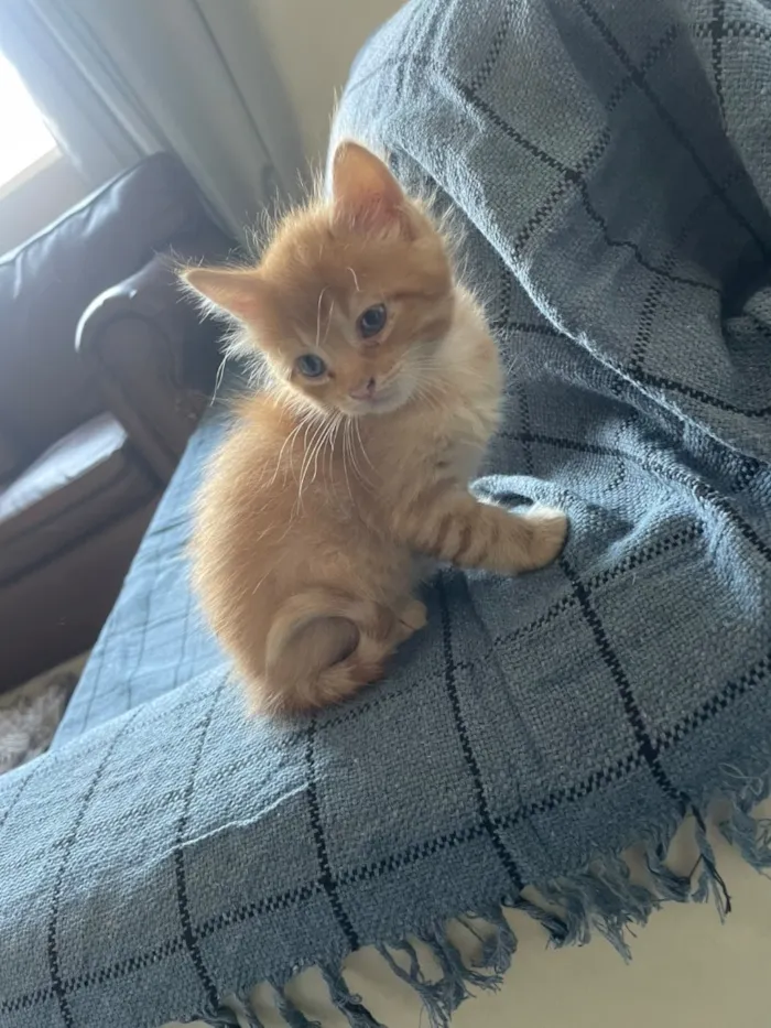 Gato raça SRD-ViraLata idade Abaixo de 2 meses nome Não colocamos nome
