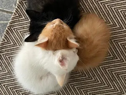 Gato raça SRD-ViraLata idade Abaixo de 2 meses nome Não colocamos nome