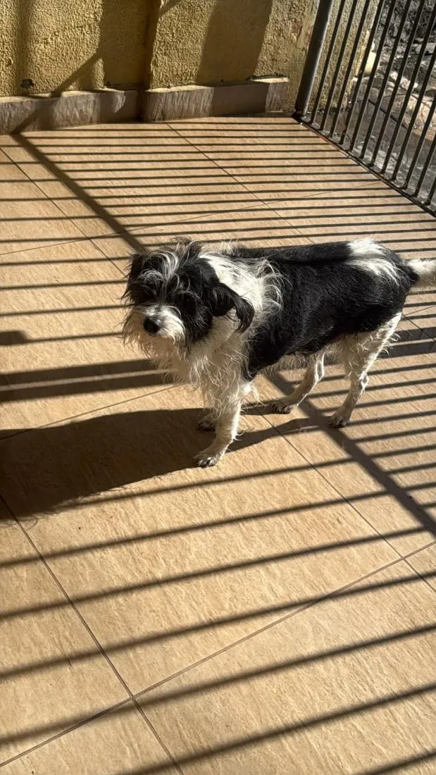 Cachorro raça SRD-ViraLata idade 6 ou mais anos nome Leca