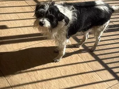 Cachorro raça SRD-ViraLata idade 6 ou mais anos nome Leca