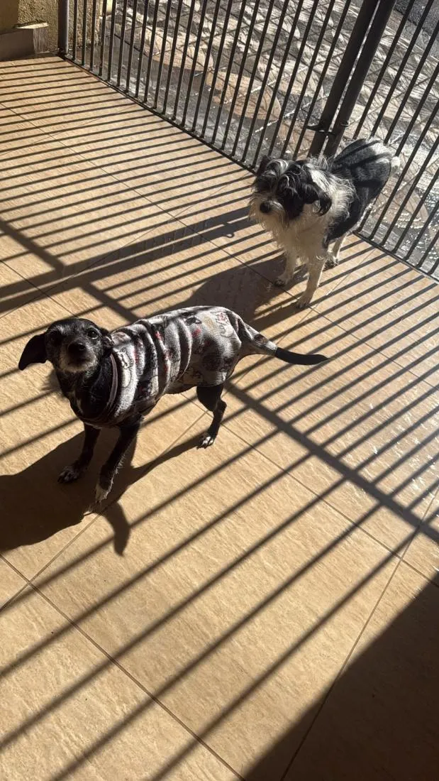 Cachorro raça SRD-ViraLata idade 6 ou mais anos nome Lili