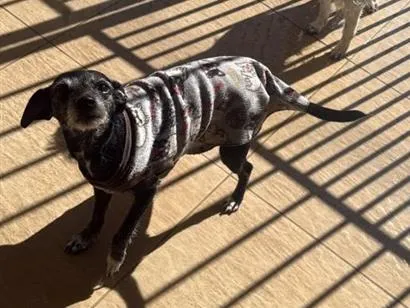Cachorro raça SRD-ViraLata idade 6 ou mais anos nome Lili