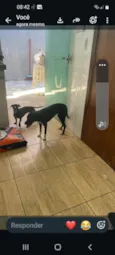 lolita e pantera 