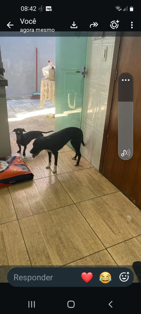 Cachorro raça SRD-ViraLata idade 2 anos nome lolita e pantera 