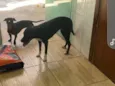 lolita e pantera 
