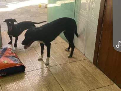 Cachorro raça SRD-ViraLata idade 2 anos nome lolita e pantera 