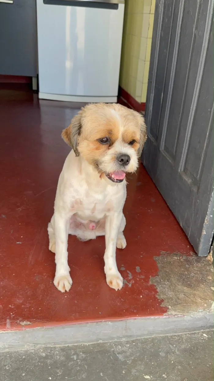Cachorro raça Srd idade 2 anos nome Denis 