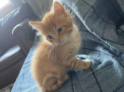 Gato raça SRD-ViraLata idade Abaixo de 2 meses nome Não colocamos nome