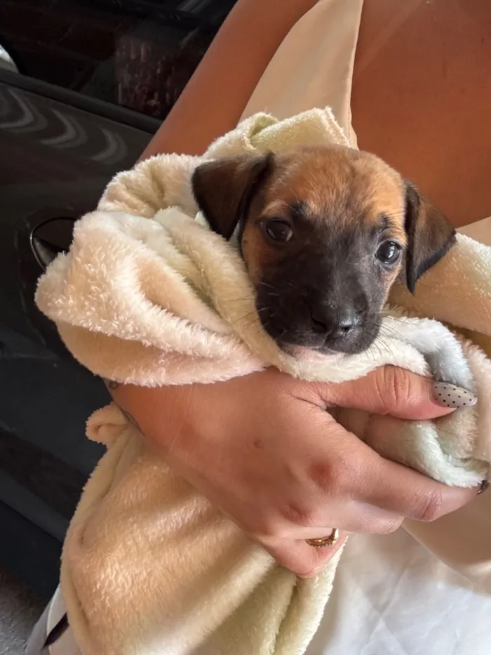 Cachorro raça SRD-ViraLata idade 2 a 6 meses nome Luna 