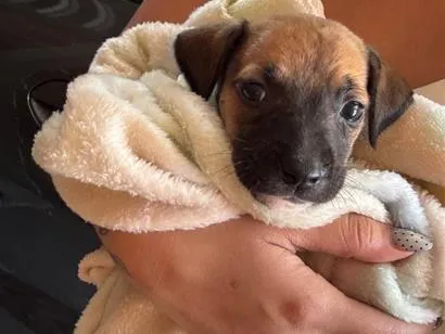 Cachorro raça SRD-ViraLata idade 2 a 6 meses nome Luna 