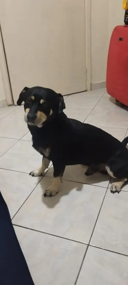 Cachorro raça Basset-Cofap idade 4 anos nome DOG (esse é o nome que ele atende)