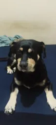 DOG (esse é o nome que ele atende)