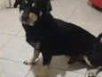 DOG (esse é o nome que ele atende)
