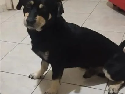 Cachorro raça Basset-Cofap idade 4 anos nome DOG (esse é o nome que ele atende)