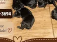 Cachorro 